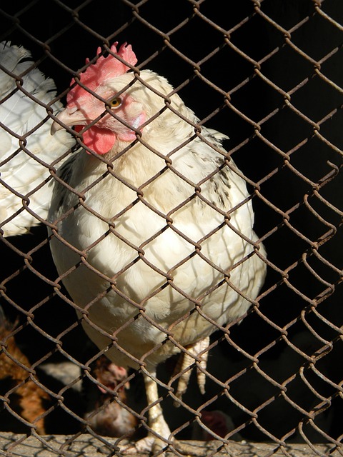 足够的信心 足够的信心